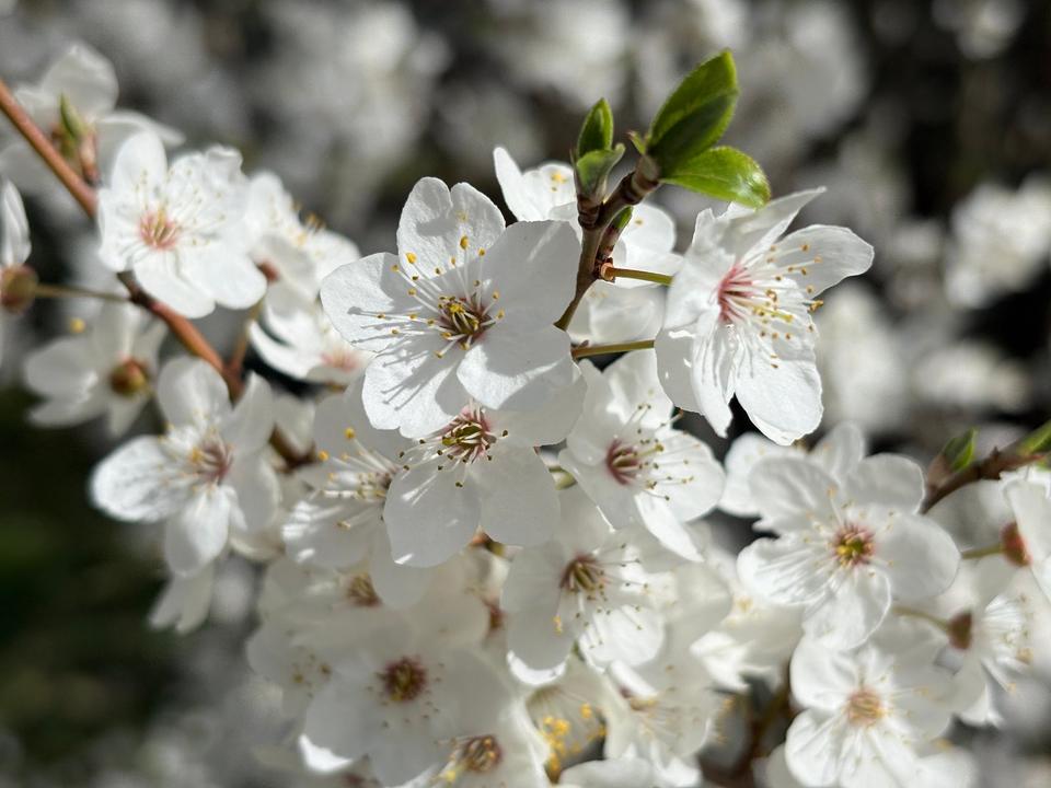 Thumbnail-Hannover gefragte Lage Haus mit 2 Wohnungen Garten Bothfeld