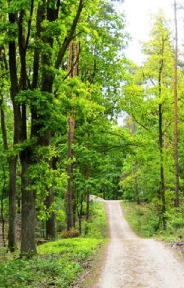 Thumbnail-Waldgrundstück