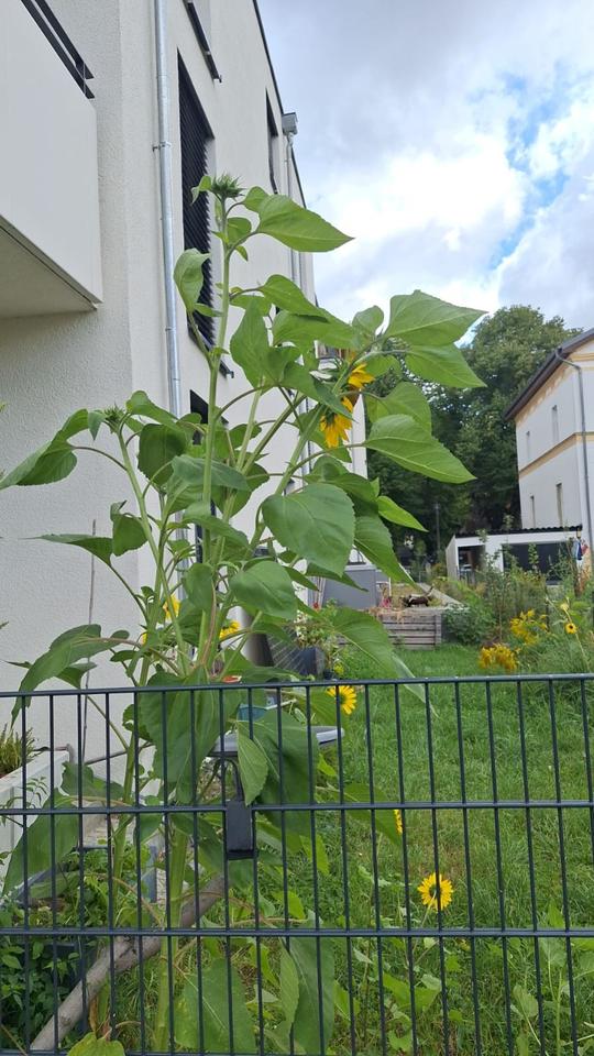 Thumbnail-Moderne 3-Zimmer Wohnung mit Garten und Terrasse