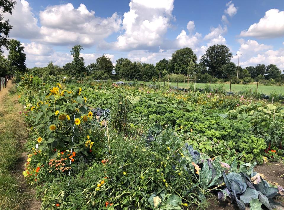 Thumbnail-Garten mieten in Hamburg – 6 Monate – mit über 20 Gemüsesorten