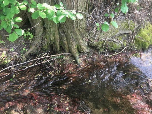 Thumbnail-Weiher Wald oder Ausgleichsfläche