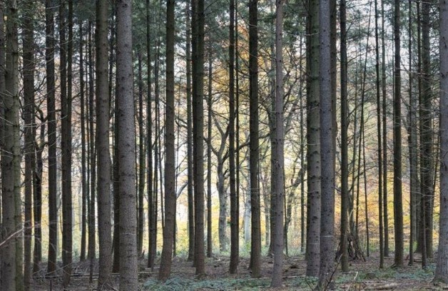 Thumbnail-Gepflegtes Waldgrundstück in Reichertshausen
