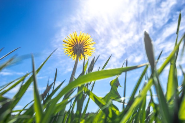 Thumbnail-Zentrales Baugrundstück in Meerbusch