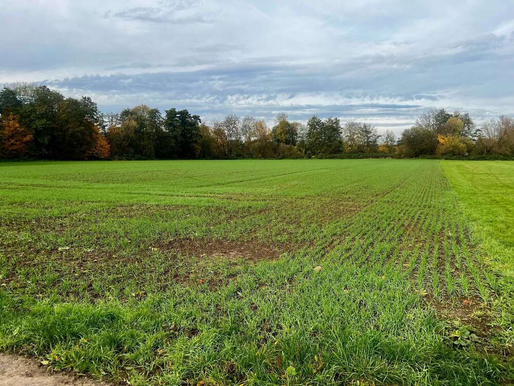 Thumbnail-Grundstück zu verkaufen in Frankfurt am Main 49.500,00 € 3568 m²
