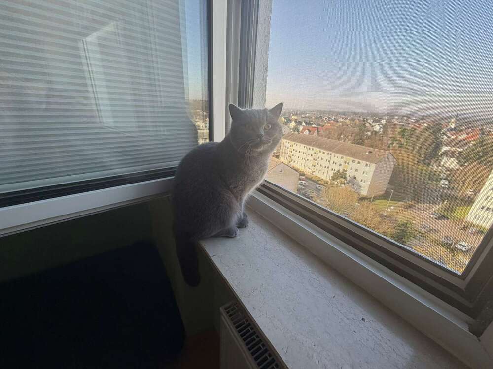 Thumbnail-Wohnung zum Kaufen in Maintal 265.000,00 € 75 m²