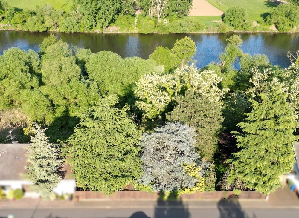 Thumbnail-albero:) direkt am Main