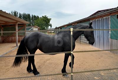 Thumbnail-PFERDERANCH, REITANLAGE, TRAUMHAUS, TOP ZUSTAND