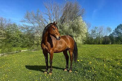 Thumbnail-IHRE PFERDE WERDEN DIESE WIESE LIEBEN