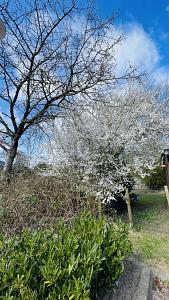 Thumbnail-DIE LETZTEN BEIDEN HIER IM NEUBAUGEBIET