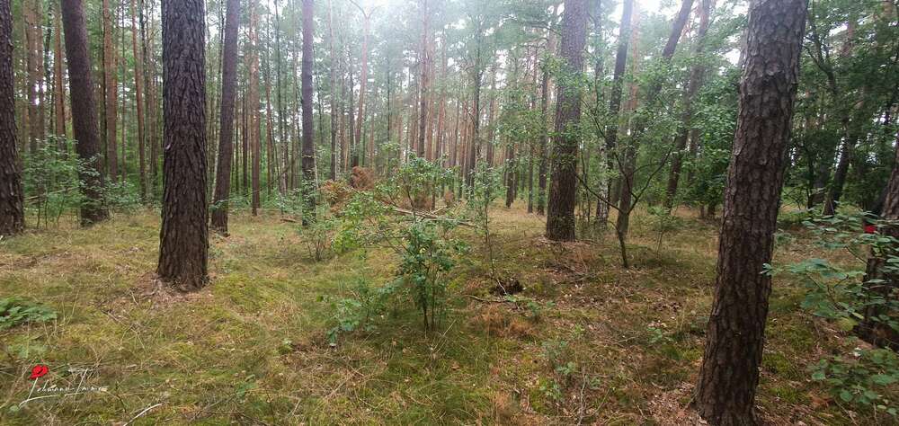 Wald