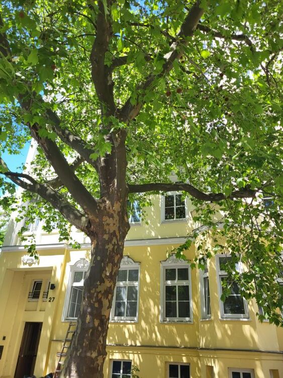 Thumbnail-Provisionsfrei* Von Privat - Traumhafte Altbauwohnung 4-Zi auf 116m2 Lift im Herzen v. Berlin-Mitte